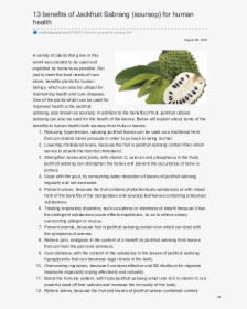 Benefits Of Jackfruit Leaves, HD Png Download, Transparent PNG