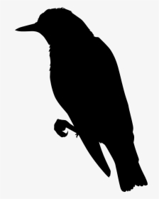 Transparent Miss Monochrome Png - Perching Bird, Png Download, Transparent PNG