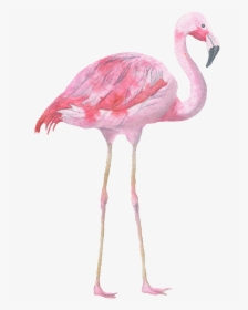 Transparent Flamingo Vector Png - Flamingo Quote Why Fit In When You Were Born To Stand, Png Download, Transparent PNG