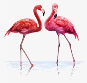 Transparent Flamingo Clipart - Flamingo Png, Png Download, Transparent PNG