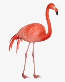 Real Flamingo Png, Transparent Png, Transparent PNG