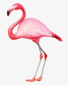 Flamingo Png, Transparent Png, Transparent PNG