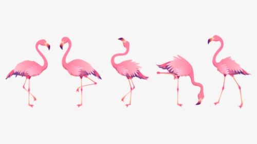 #flamingo #bird #tropical #summer #watercolor - Pink Flamingos Flamingo Beach Flamingo, HD Png Download, Transparent PNG
