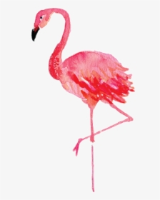 #flamingo i Really Enjoy His New Feature Lmao - Watercolor Flamingo Clipart, HD Png Download, Transparent PNG