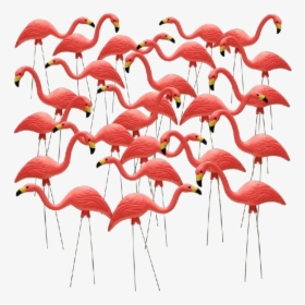 Pink Flamingos Garden, HD Png Download, Transparent PNG
