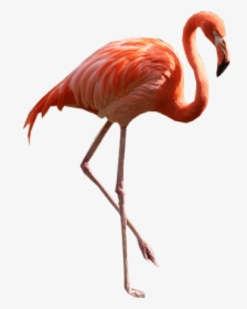 Transparent Flamingo Clipart - Dua Lipa Sims 4, HD Png Download, Transparent PNG