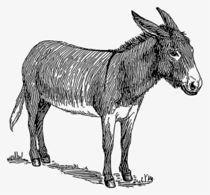 Black And White Image Of Donkey, HD Png Download, Transparent PNG