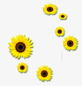 Common Sunflower Euclidean Vector Clip Art - Sunflower, HD Png Download, Transparent PNG