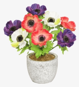 Colourful Anemones In A Pot - Portable Network Graphics, HD Png Download, Transparent PNG