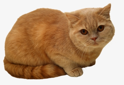 Sitting Cat Png Png Image - Sitting Cat Png, Transparent Png, Transparent PNG