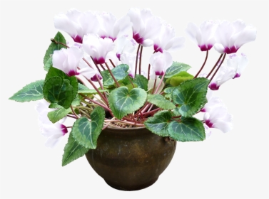 Cyclamen, White, Pot, Plant - Flower Pot Without Background, HD Png Download, Transparent PNG