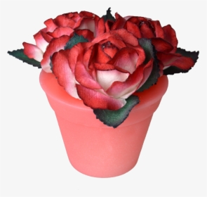Strawberry - Garden Roses, HD Png Download, Transparent PNG