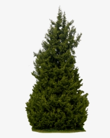 Realistic Tree Transparent Background Png - Bushes Png And Trees, Png Download, Transparent PNG