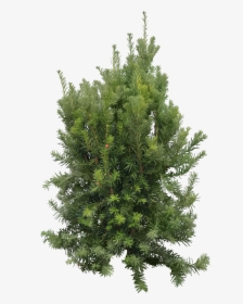 Transparent Tree Png Black And White - Transparent Background Evergreen Tree Png, Png Download, Transparent PNG