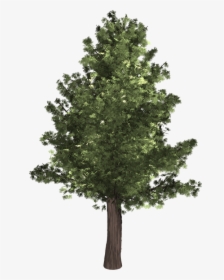 Tree, Evergreen, Isolated, Pine, Spruce, Redwood - Realistic Tree Clip Art, HD Png Download, Transparent PNG
