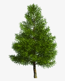 Evergreen Tree Pine Douglas Fir - Bald Cypress Tree Png, Transparent Png, Transparent PNG