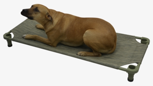 Mahar Pet Cot   Class - Companion Dog, HD Png Download, Transparent PNG