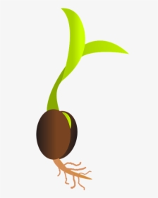 Seed Library Services Grimsby - Seed Clipart, HD Png Download, Transparent PNG
