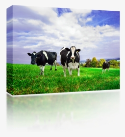 Friesian Holstein Dairy Cows - New Zealand Milk Cow, HD Png Download, Transparent PNG