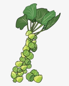Brussels Sprouts Clipart, HD Png Download, Transparent PNG