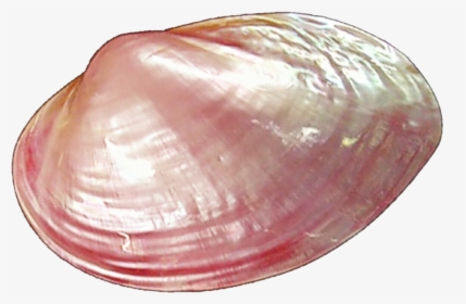 Clams Png Pic - Transparent Background Clam Shell Png, Png Download, Transparent PNG