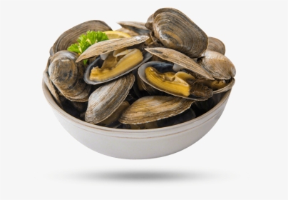 Steamer Clams - Cooked Clam Transparent, HD Png Download, Transparent PNG
