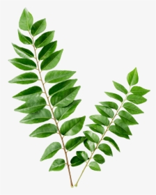 Curry Leaves Png - Leaves Curry, Transparent Png, Transparent PNG
