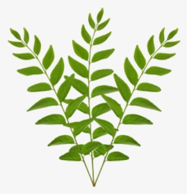 Transparent Crape Myrtle Png - Bunch Of Curry Leaves, Png Download, Transparent PNG