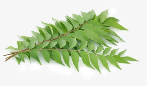 Layer - Smooth Sumac, HD Png Download, Transparent PNG