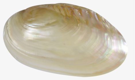 Fresh Water Clam Pearled Shell 7-8 - Baltic Clam, HD Png Download, Transparent PNG