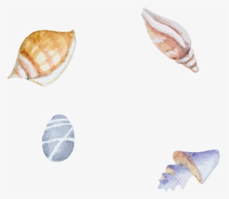 Clam Sea Snail - Beach Shells Illustration, HD Png Download, Transparent PNG