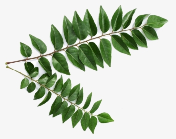 Picture For Category Curry Leaves - Curry Leaves, HD Png Download, Transparent PNG