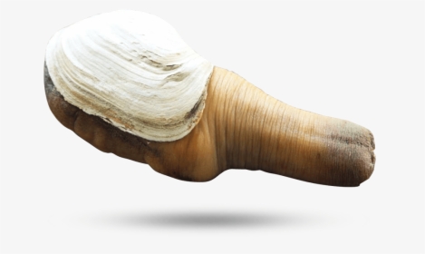 Geoduck Clams - Geoduck Clam, HD Png Download, Transparent PNG