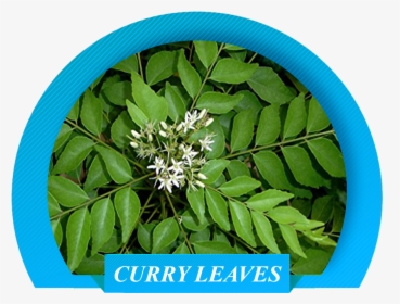 Curry Plant Leaf, HD Png Download, Transparent PNG