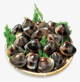 Kuwana S Famous Hamaguri Clams Are Known For Their - Clam, HD Png Download, Transparent PNG