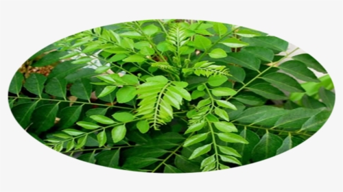 Curry Leaf Plant, HD Png Download, Transparent PNG