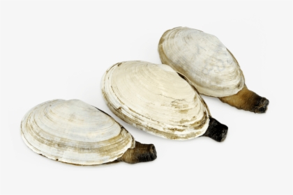 Clam, HD Png Download, Transparent PNG