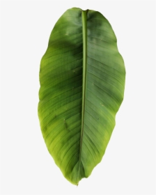 Basjoo Musa Leaf Banana Leaves Free Transparent Image - Banana Tree Leaf Png, Png Download, Transparent PNG