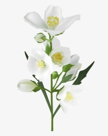 White Flowers Photo - Jasmine Flower Transparent Background, HD Png Download, Transparent PNG