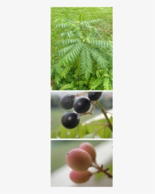 Picture - Jabuticaba, HD Png Download, Transparent PNG
