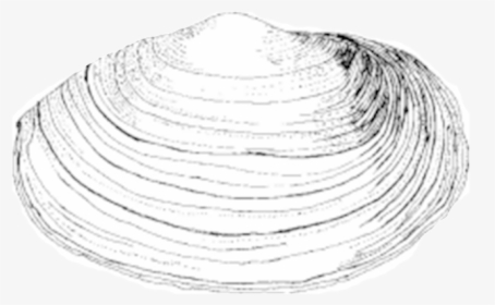 Soft Shell Clam Drawing, HD Png Download, Transparent PNG