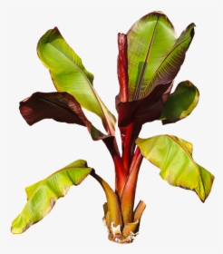 Nature, Plant, Banana, Banana Shrub, Leaves Perennial - Platano Planta Png, Transparent Png, Transparent PNG