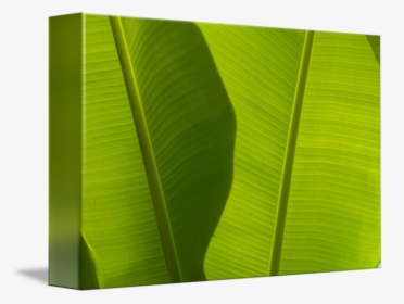 Clip Art Banana Leaves Detail By - Ensete, HD Png Download, Transparent PNG