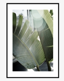 Banana Leaves, HD Png Download, Transparent PNG