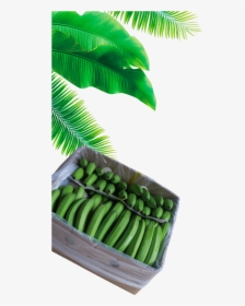 Full Banana Leaf Png, Transparent Png, Transparent PNG
