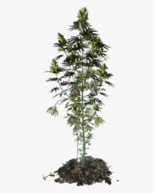 Cannabis Plant 3d Model, HD Png Download, Transparent PNG