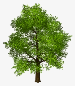 Tree Transparency And Translucency Clip Art - Green Tree Background Png, Transparent Png, Transparent PNG