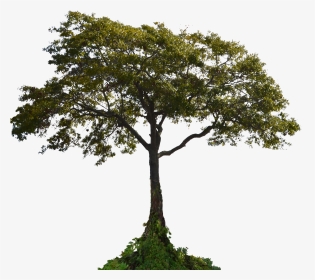 Transparent Landscaping Clipart Tree - Tree With Root Png, Png Download, Transparent PNG