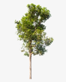 Neem Tree Images Hd , Png Download - Pond Pine, Transparent Png, Transparent PNG