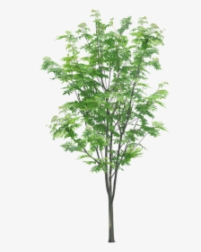 Transparent Tree Branches Png - Tree Branch Texture Png, Png Download, Transparent PNG